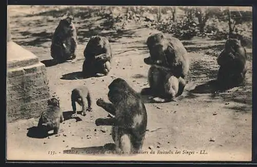 AK Blida, Familiers du Ruisseau des Singes