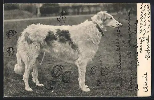 AK Borzoi mit Lederhalsband auf einer Wiese