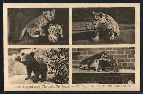 AK Stellingen, Jungtiere aus Carl Hagenbeck`s Tierpark, Löwen, Leopard, Bär und Tiger