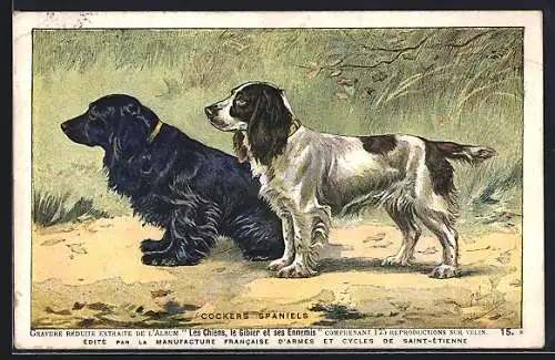 AK zwei Cocker Spaniel nebeneinander