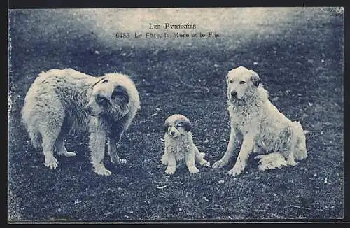 AK Hundefamilie aus den Pyrenäen auf einem Feld