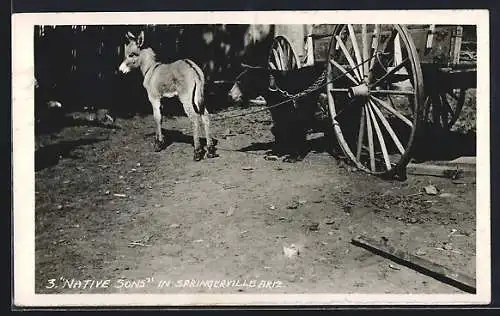 AK Springerville, AZ, An einen Wagen geketteter Schwarzbär