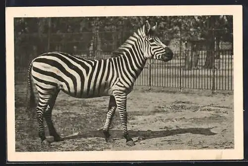 AK Wien, Schönbrunn, Menagerie, Zebra aus Ostafrika