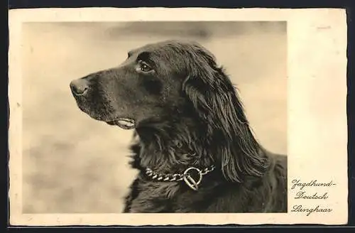 AK Brauner Deutsch Langhaar, Jagdhund, im Portrait