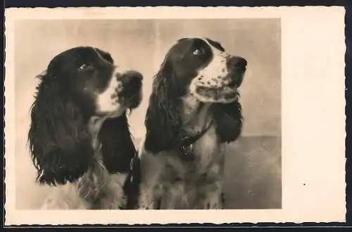 AK Zwei Spaniel blicken zum Fotografen hoch