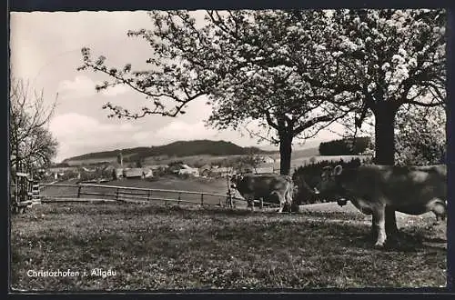 AK Christazhofen i. Allgäu, Weide vor der Stadt