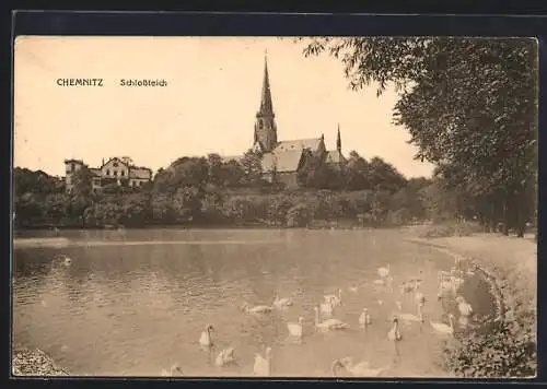 AK Chemnitz, Schwäne im Schlossteich