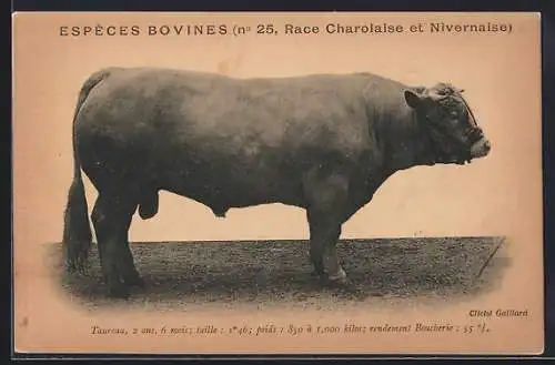 AK Especes Bovines, Race Charolaise et Nivernaise, Taureau