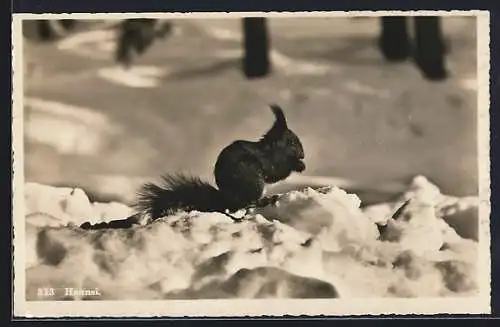 AK Davos, Eichhörnchen sitzt im Schnee