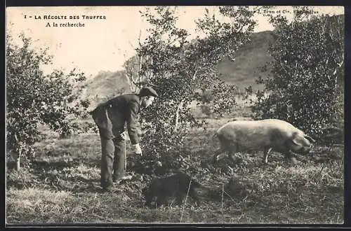 AK Mann mit einem Trüffelschwein auf der Suche nach den Pilzen