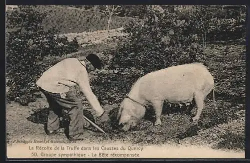 AK Mann mit einem Trüffelschwein bei der Suche nach den Pilzen