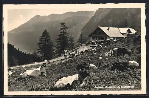 AK Golling, Jochalm i.Bluntautal, Kühe auf der Wiese