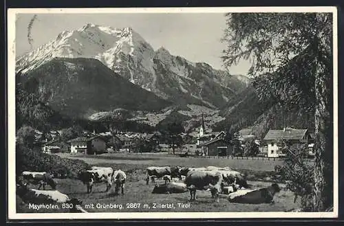 AK Mayrhofen, Kuhherde am Ortsrand