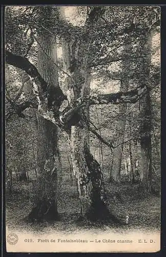 AK Forêt de Fontainebleau, Le Chêne charme, Baum