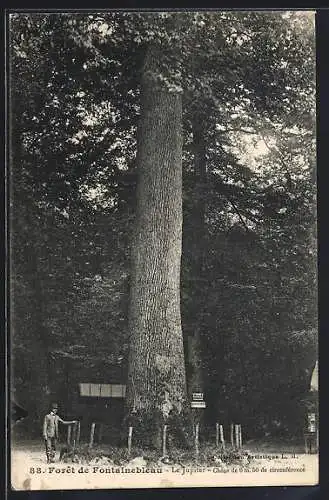 AK Forêt de Fontainebleau, Le Jupiter, Chêne, Baum