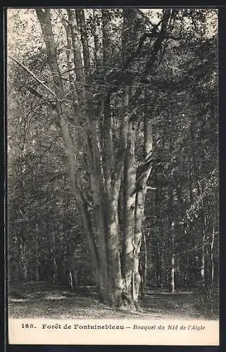 AK Forêt de Fontainebleau, Bouquet du Nid de l`Aigle, Baum