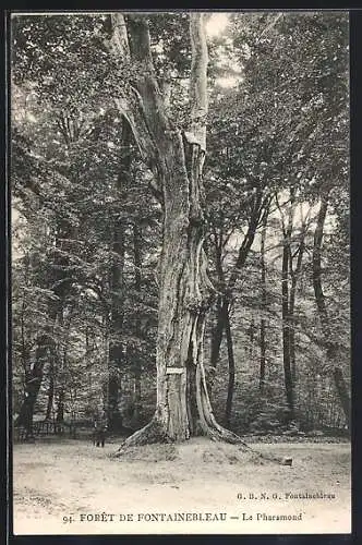 AK Forêt de Fontainebleau, Le Pharamond, Baum