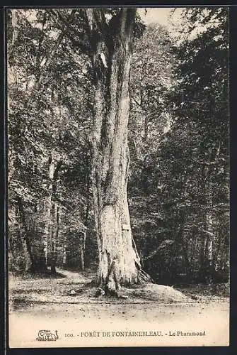 AK Forêt de Fontainebleau, Le Pharamond, Baum