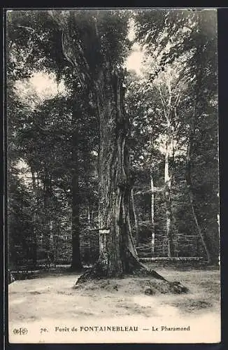 AK Forêt de Fontainebleau, Le Pharamond, Baum