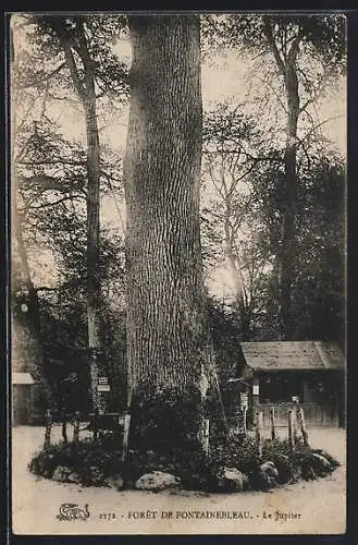 AK Forêt de Fontainebleau, Le Jupiter, Baum