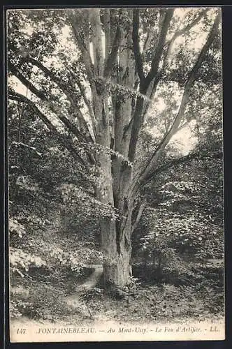 AK Fontainebleau, Au Mont-Ussy, Le Feu d`Artifice, Baum