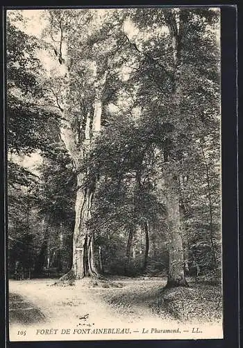 AK Forêt de Fontainebleau, Le Pharamond, Baum