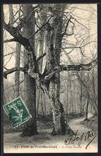 AK Forêt de Fontainebleau, Le Chêne Charmé, Baum