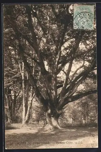 AK Forêt de Compiègne, Le Gros Chêne, Baum