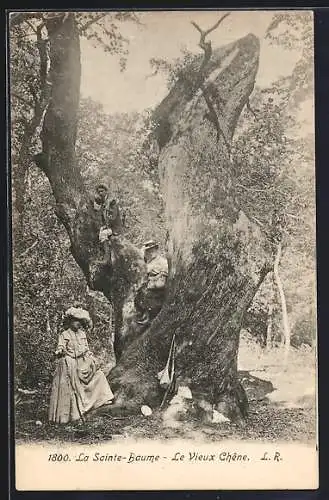 AK La Sainte-Baume, Le Vieux Chêne, Baum