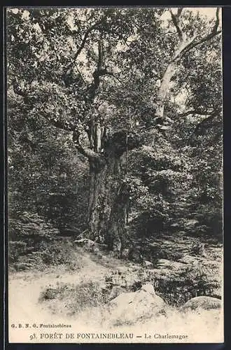 AK Forêt de Fontainebleau, Le Charlemagne, Baum