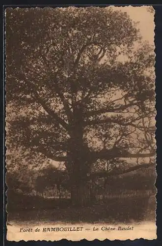 AK Forêt de Rambouillet, Le Chêne Baudet, Baum