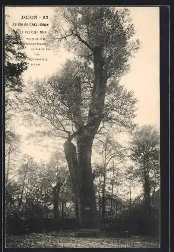 AK Dijon, Jardin de l`Arquebuse, Le Peuplier noir, Baum