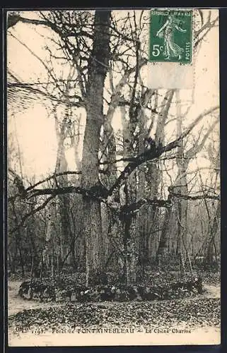 AK Forêt de Fontainebleau, Le Chène Charmé, Baum