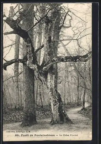 AK Forêt de Fontainebleau, Le Chène Charmé, Baum