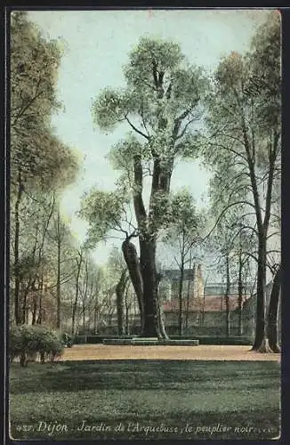 AK Dijon, Jardin de l`Arquebuse, le peuplier noir, Baum