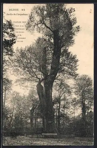 AK Dijon, Jardin de l`Arquebuse, Peuplier noir, Baum