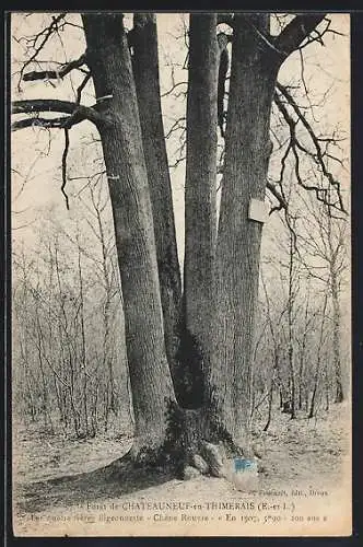 AK Forêt de Chateauneuf-en-Thimerais /E.-et-L., Les quatre frères Bigeonnette, Chêne rouvre, Baum