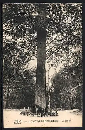 AK Foret de Fontainebleau, Le Jupiter, Grosser Baum