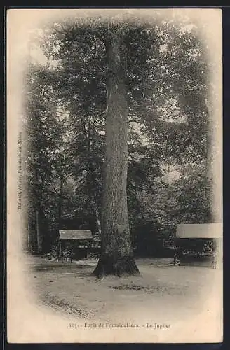 AK Forêt de Fontainebleau, Le Jupiter, Baum