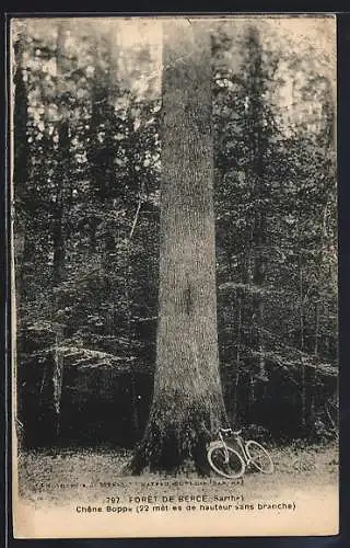 AK Forêt de Berce /Sarthe, Chêne Boppe, Baum