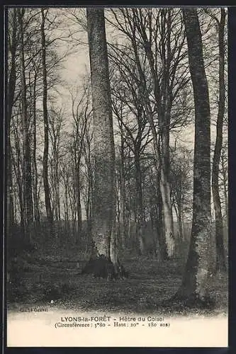 AK Lyons-la-Forêt, Hêtre du Coisel, Baum