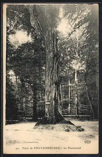 AK Foret de Fontainebleau, Le Pharamond, Alter kahler Baum