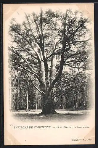 AK Vieux Moulins, Le Gros Hêtre, Baum