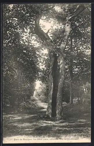 AK Le Havre, Forêt de Montjeon, Le chêne creux, connu de tous les promeneurs, Baum