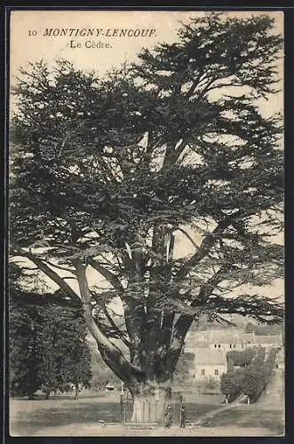 AK Montigny-Lencouf, Le Cèdre, Baum