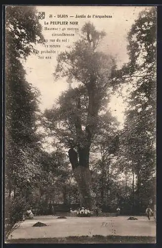 AK Dijon, Jardin de l`Arquebuse, Le Peuplier noir, Baum