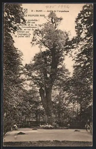 AK Dijon, Jardin de l`Arquebuse, Le Peuplier noir, Baum