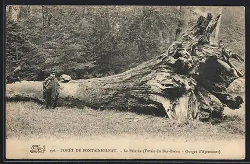 AK Forêt de Fontainebleau, La Briarée, Baum