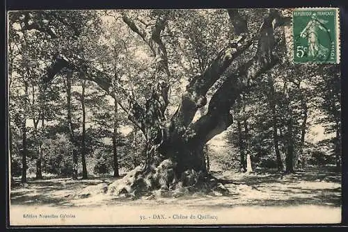 AK Dax, Chêne de Quillcq, Baum