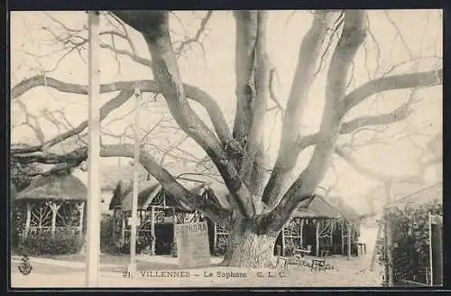 AK Villennes, Le Sophora, Baum